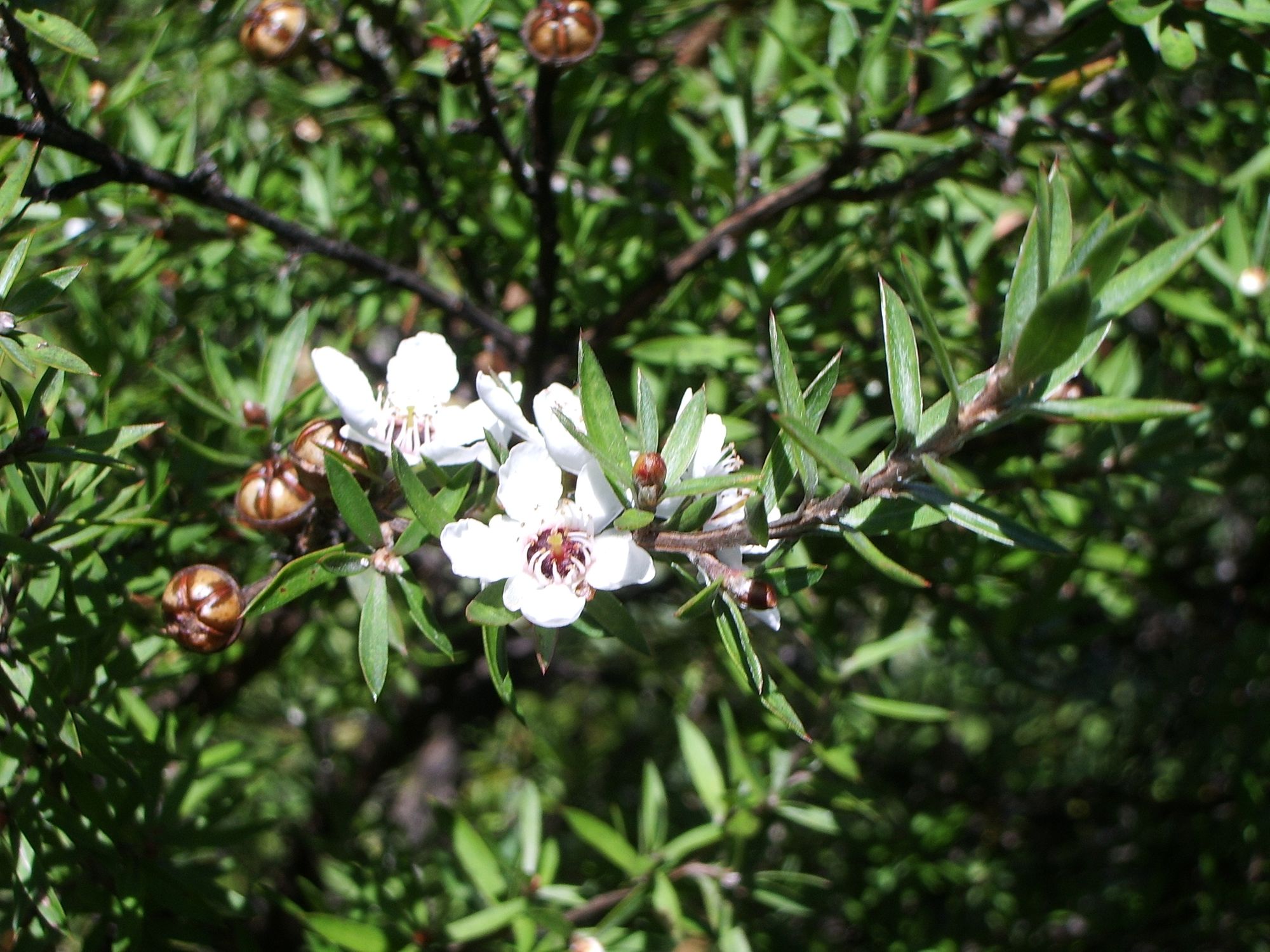 tea tree flower bush - Best Acne Treatments You Can Do at Home