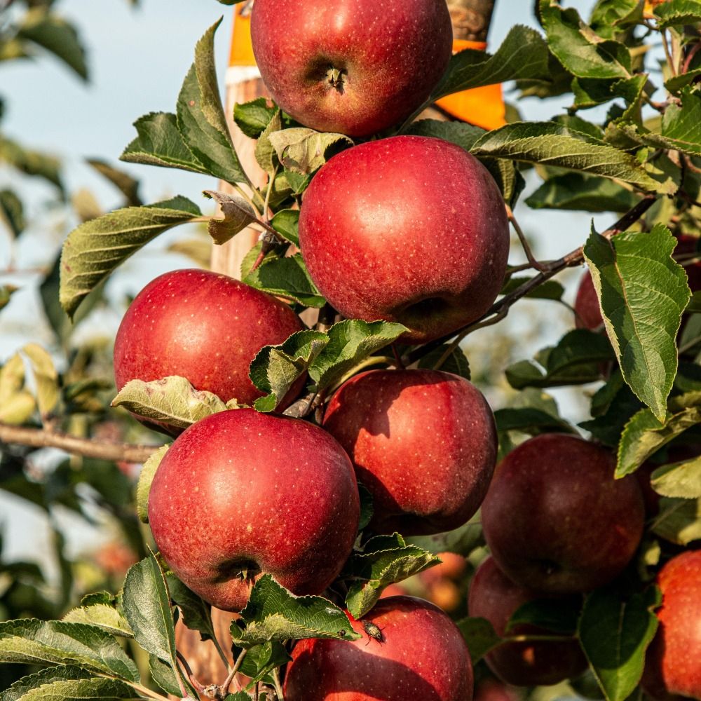 red apple fruit photograph - Best Acne Treatments You Can Do at Home - Apple cider vinegar