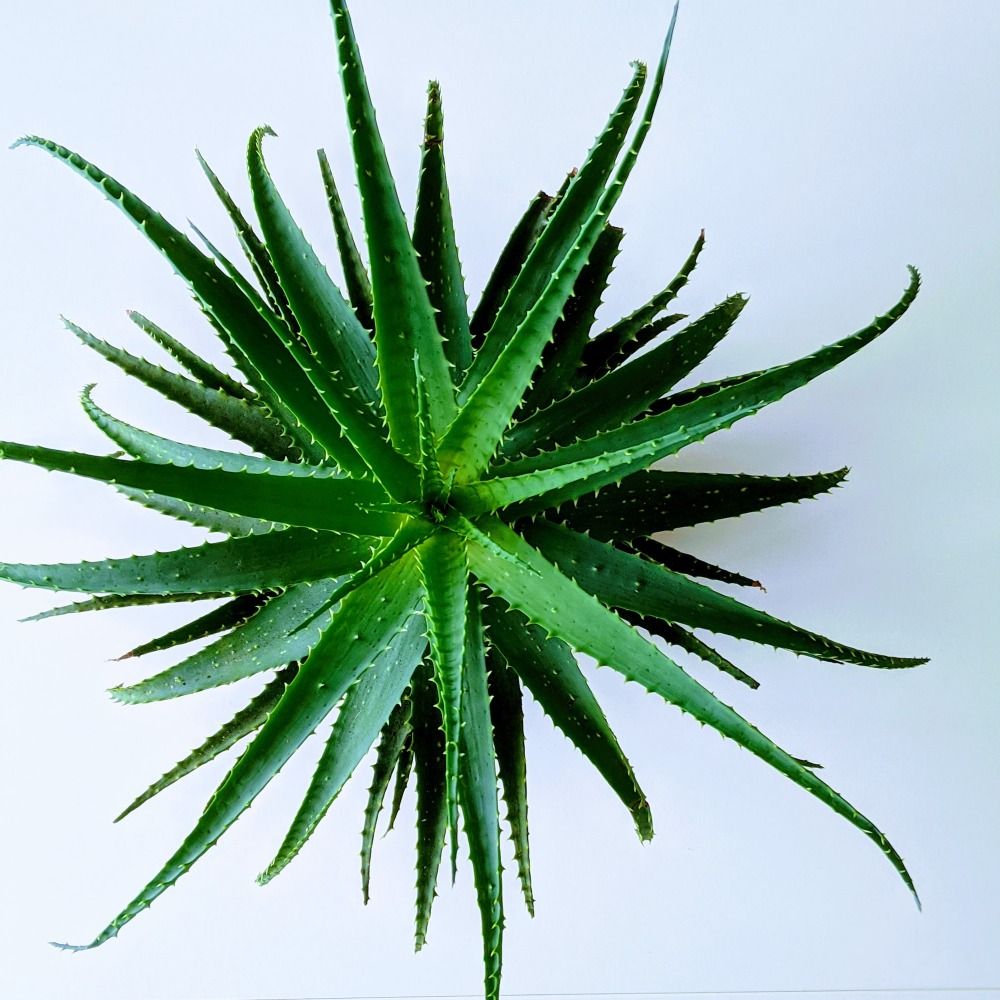 green plant in white background - best acne treatments you can do at home