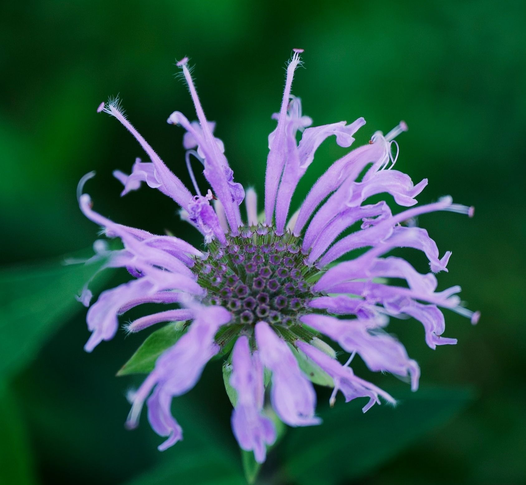 purple flower in tilt shift lens