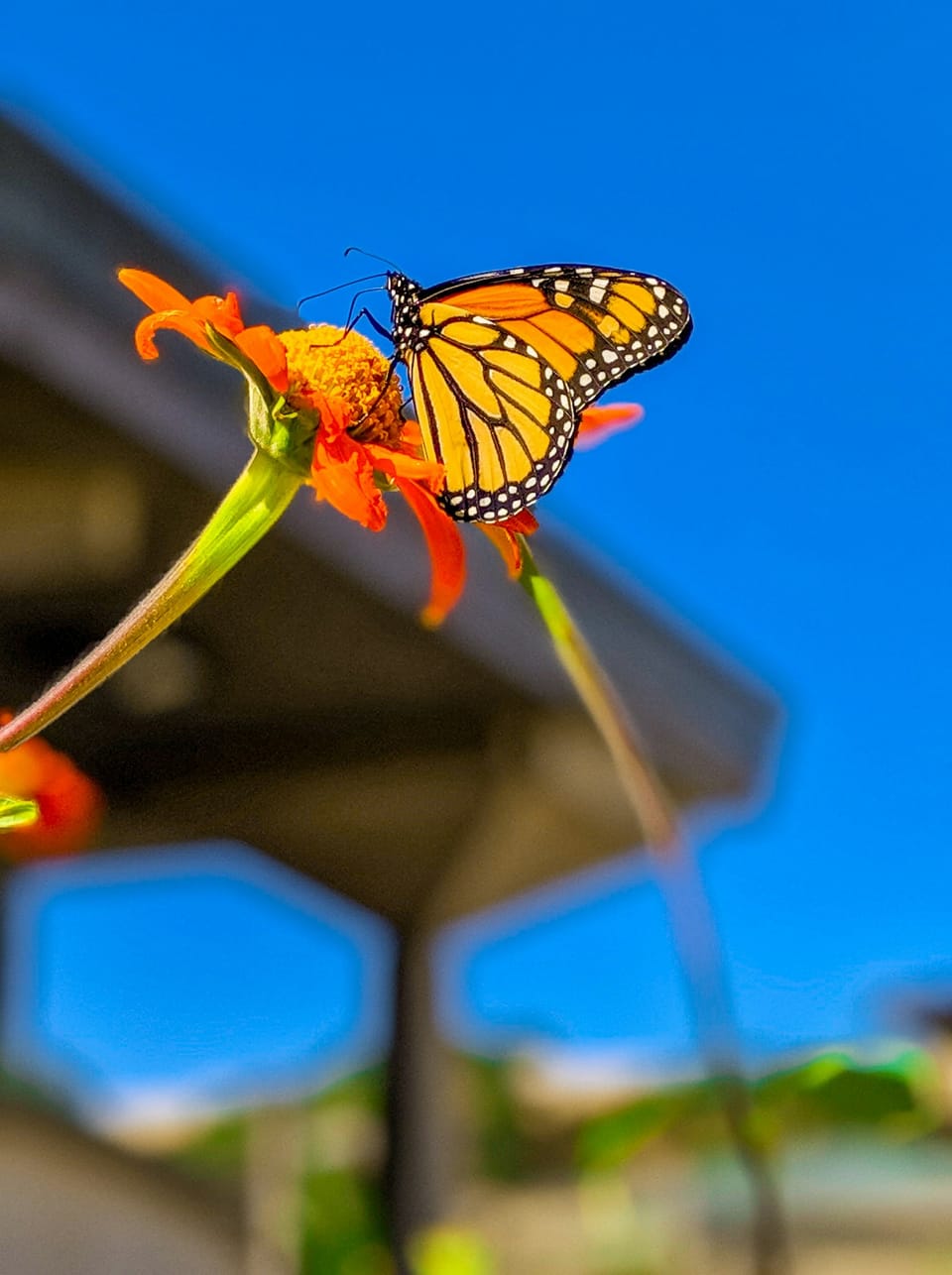 Butterfly on yellow flyer and blue background